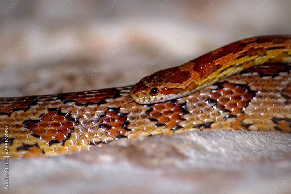 Obraz premium Snakes: Corn Snake
