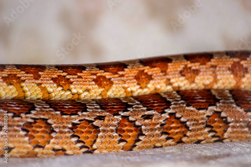  Snakes: Corn Snake