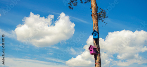 Photos Two birdhouses on a pine against the blue sky with clouds.