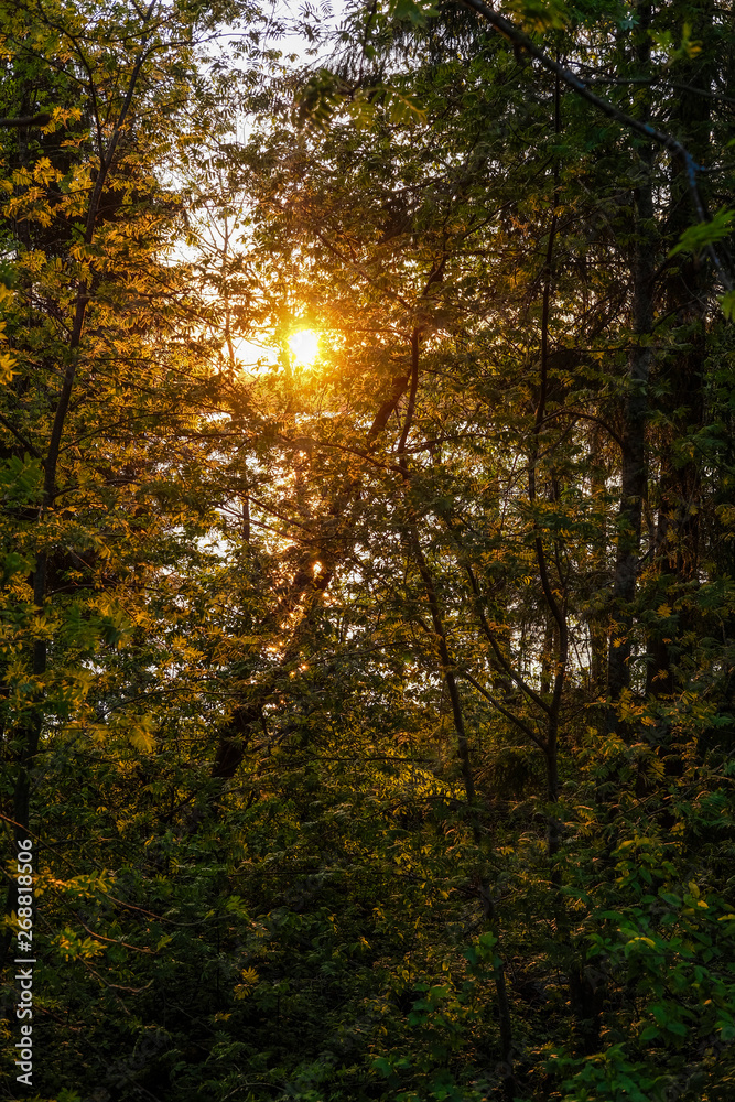 image of sunset over Valdai lake through tree branches image of sunset over Valdai lake through tree branches