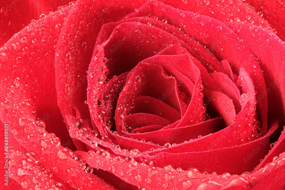 Blooming bud of red rose
