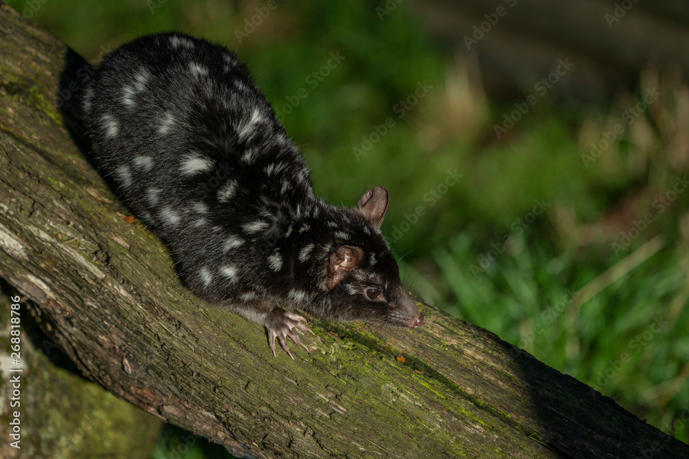 Fototapeta premium Sleepy Quoll, Tasmania