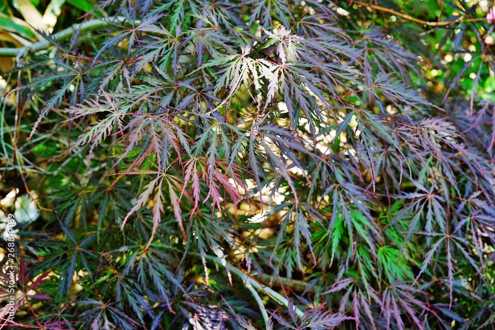 Red foliage of the weeping Laceleaf Japanese Maple tree (Acer palmatum) Red foliage of the weeping Laceleaf Japanese Maple tree (Acer palmatum)