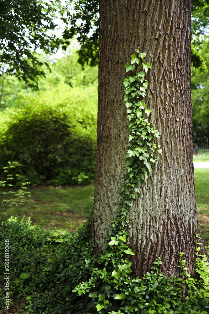 green ivy on the oak tree green ivy on the oak tree