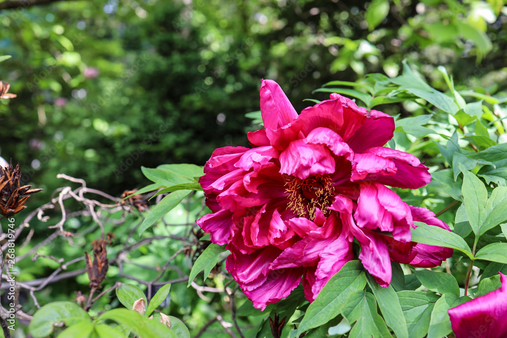 red flower in the garden