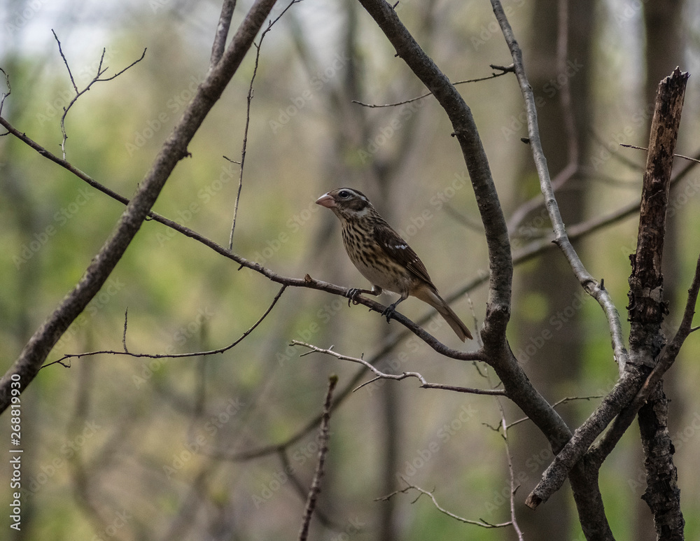 Fototapeta premium Sparrow on branch in woods 