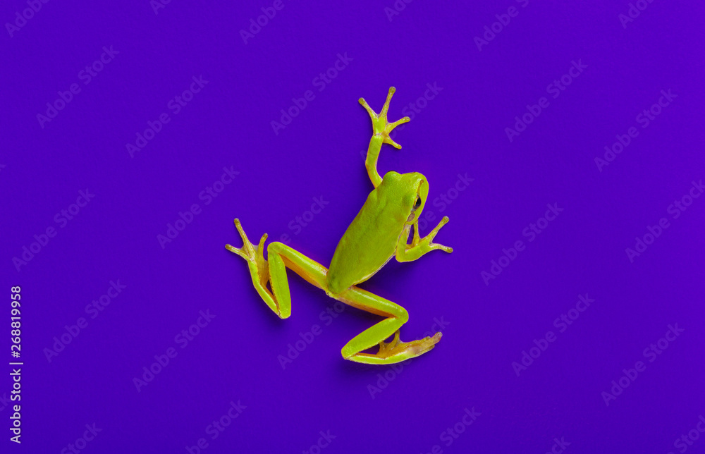 Fototapeta premium Green tree frog
