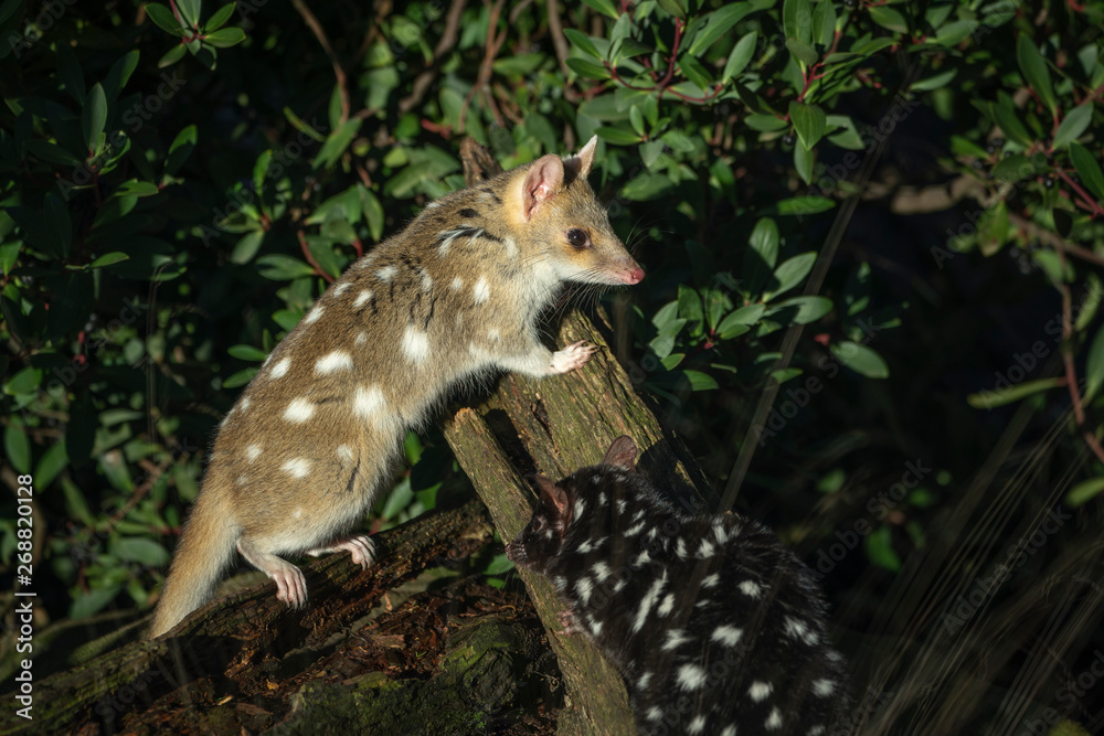 Quolls playing in an enclosure, Tasmania