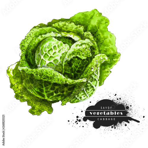 Savoy cabbage isolated on white background. Illustration of a raw vegetable sketch. Veggiery and healthy nutrition. photo