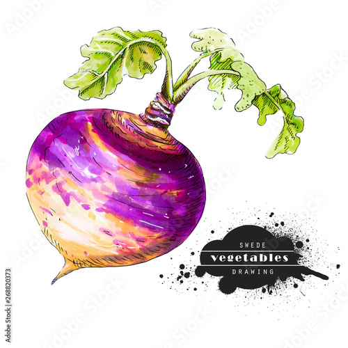 Purple swede isolated on white background. Illustration of a raw vegetable sketch. Veggiery and healthy nutrition.