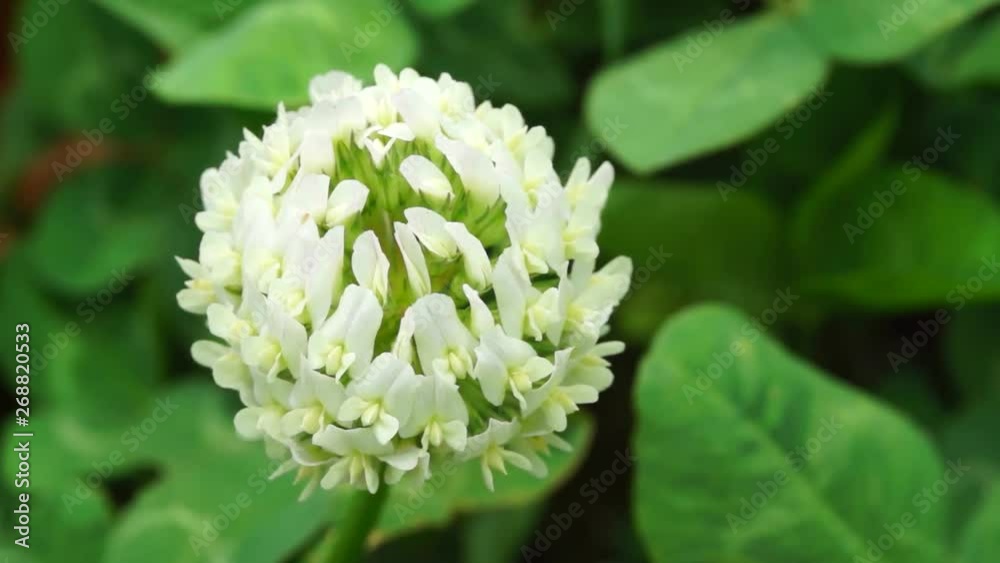 風に揺れる白詰草 風に揺れる白詰草