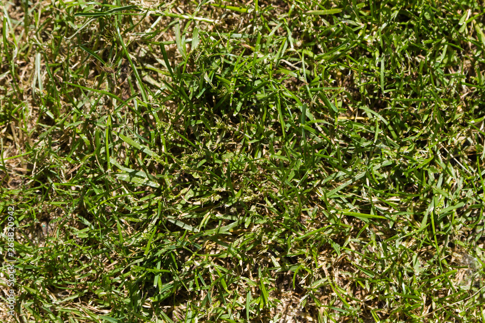 Seamless texture of green grass