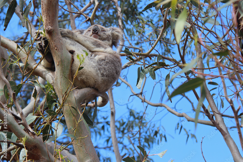 koala - australia