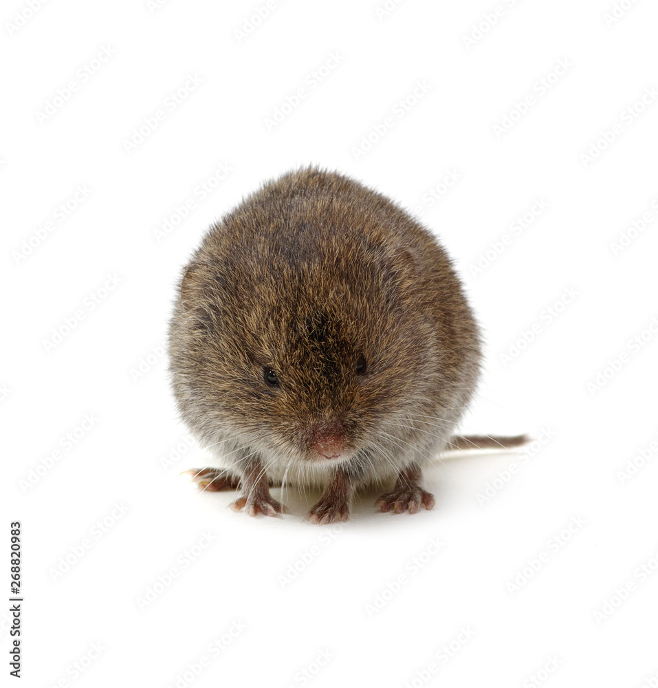 Mouse isolated on white Mouse isolated on white