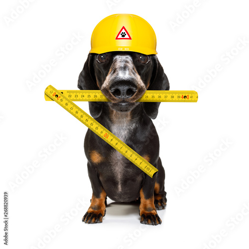 handyman  hammer dog with helmet © Javier brosch