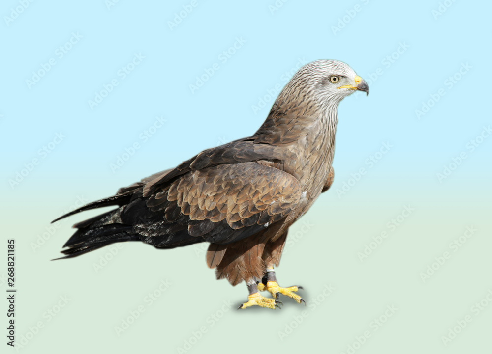 Red kite, a bird of prey isolated on a blue and green background Red kite, a bird of prey isolated on a blue and green background