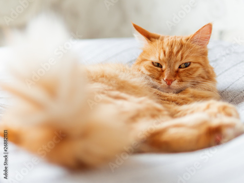 Cute ginger cat lying on bed. Fluffy pet is dozing. Cozy home background.