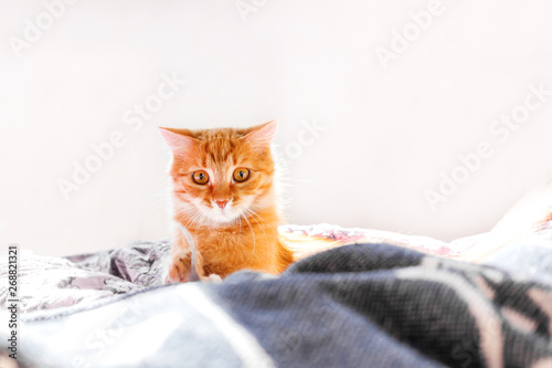 Cute ginger cat lying in bed. Fluffy pet with surprised expression on face.