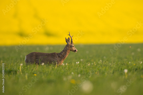 Roebuck - buck  Capreolus capreolus  Roe deer - goat
