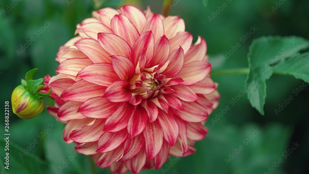 red flower red flower