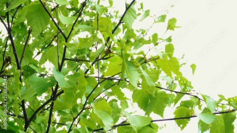 Young leaves of birch against the sky. The leaves sway in the wind. Spring sunny day. The camera is pointing up. Young leaves of birch against the sky. The leaves sway in the wind. Spring sunny day. The camera is pointing up.