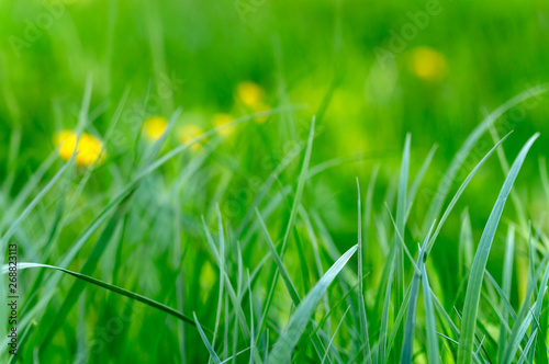 green grass close-up macro photo