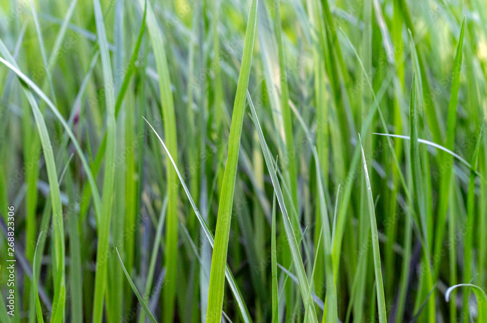 green grass close-up macro photo with tinted green grass close-up macro photo with tinted