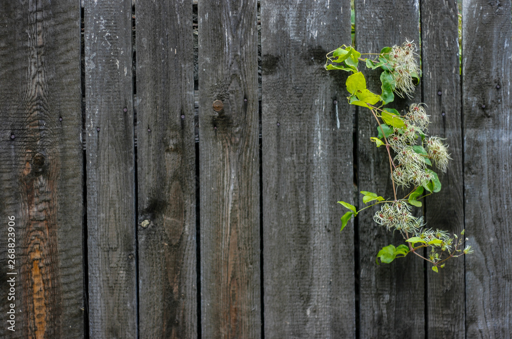 wooden fence with green leaves wooden fence with green leaves