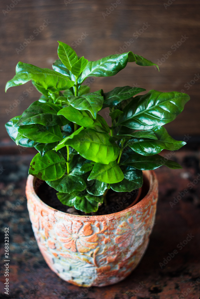 Fototapeta premium Coffea arabica - coffee plant in a flower pot.