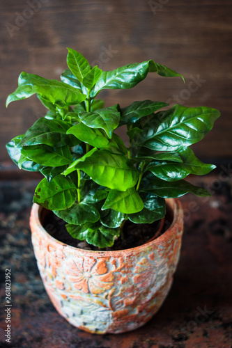 Coffea arabica - coffee plant in a flower pot.