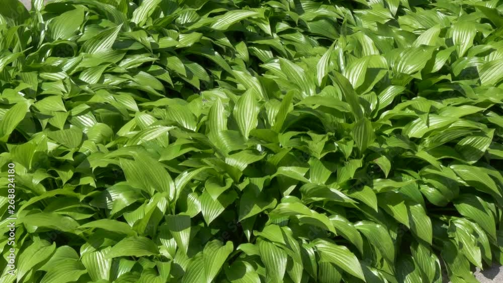 green flowerbed hosts. background of young foliage green flowerbed hosts. background of young foliage