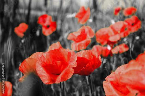 red poppies on black and white background