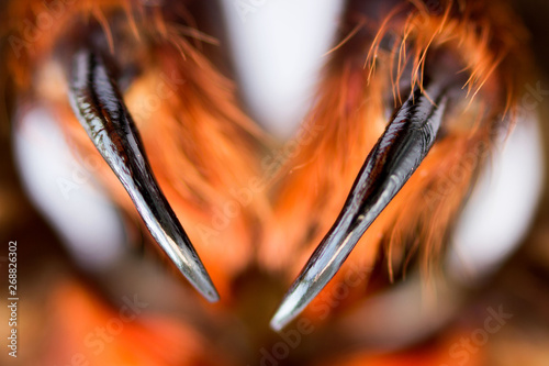 Spider tarantula Phormictopus auratus closeup. Photo dangerous spiders teeth with holes from which digestion fluid is injected into the sacrifice