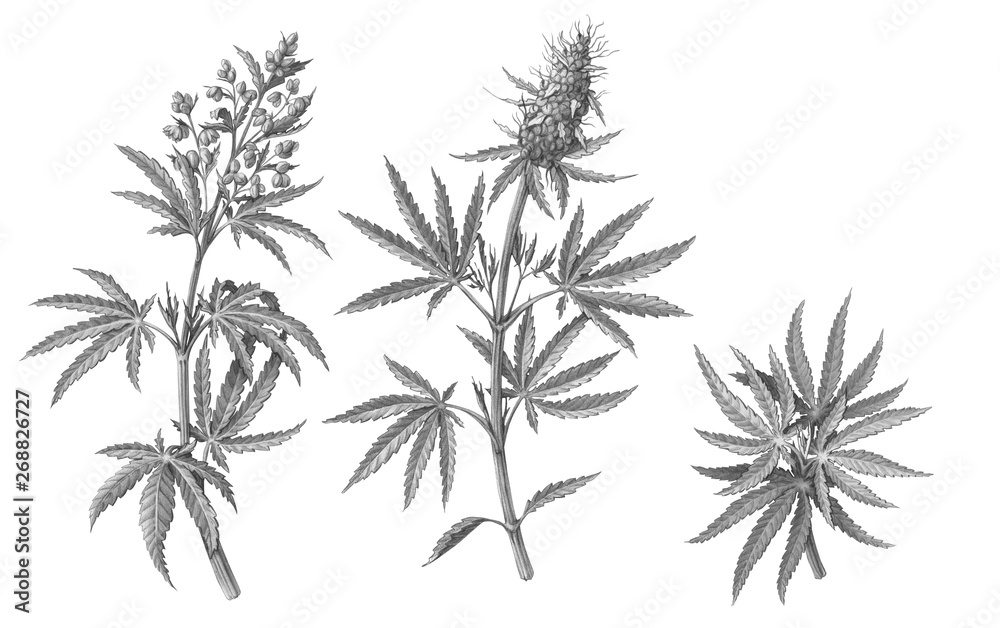 Naklejka premium Set of Male and Female Cannabis Plant Pencil Illustrations Isolated on White