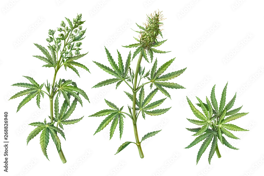 Set of Male and Female Cannabis Plant Pencil Illustrations Isolated on White Set of Male and Female Cannabis Plant Pencil Illustrations Isolated on White