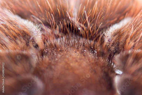 Spider tarantula Phormictopus auratus closeup. Photo dangerous spiders hairy abdomen, from where the legs go