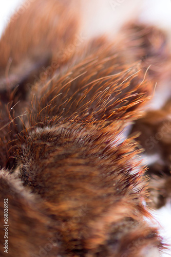Spider tarantula Phormictopus auratus closeup. Photo dangerous spiders hairy abdomen, from where the legs go photo