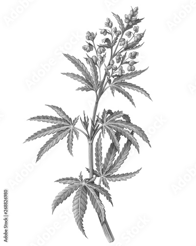 Cannabis Male Plant Pencil Illustration Isolated on White