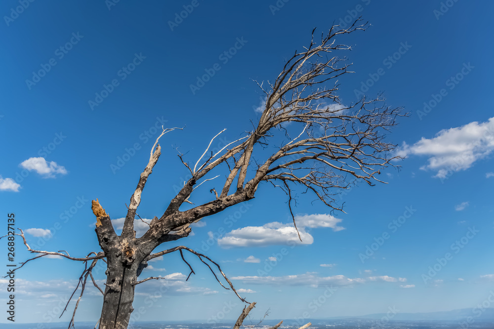 View of burned tree and broken, result of the fires, at the top of Caramulo mountains View of burned tree and broken, result of the fires, at the top of Caramulo mountains