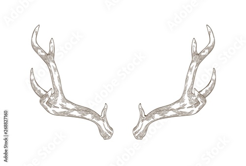Monochrome drawing of deer, stag or hart antlers isolated on white background. Part of forest animal's body. Elegant hand drawn realistic vector illustration in vintage engraving style for logotype.