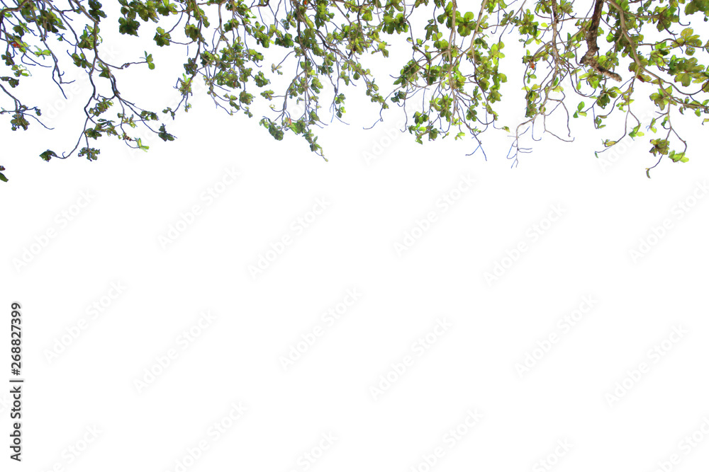 Leaves and branch isolated on white background with copy space Leaves and branch isolated on white background with copy space