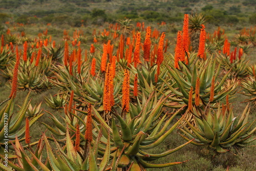 Field of bright reddish orange Aloe ferox inflorescences in winter from the Eastern Cape, South Africa.