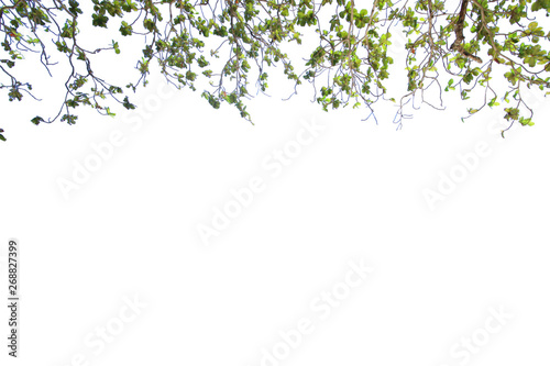 Leaves and branch isolated on white background with copy space