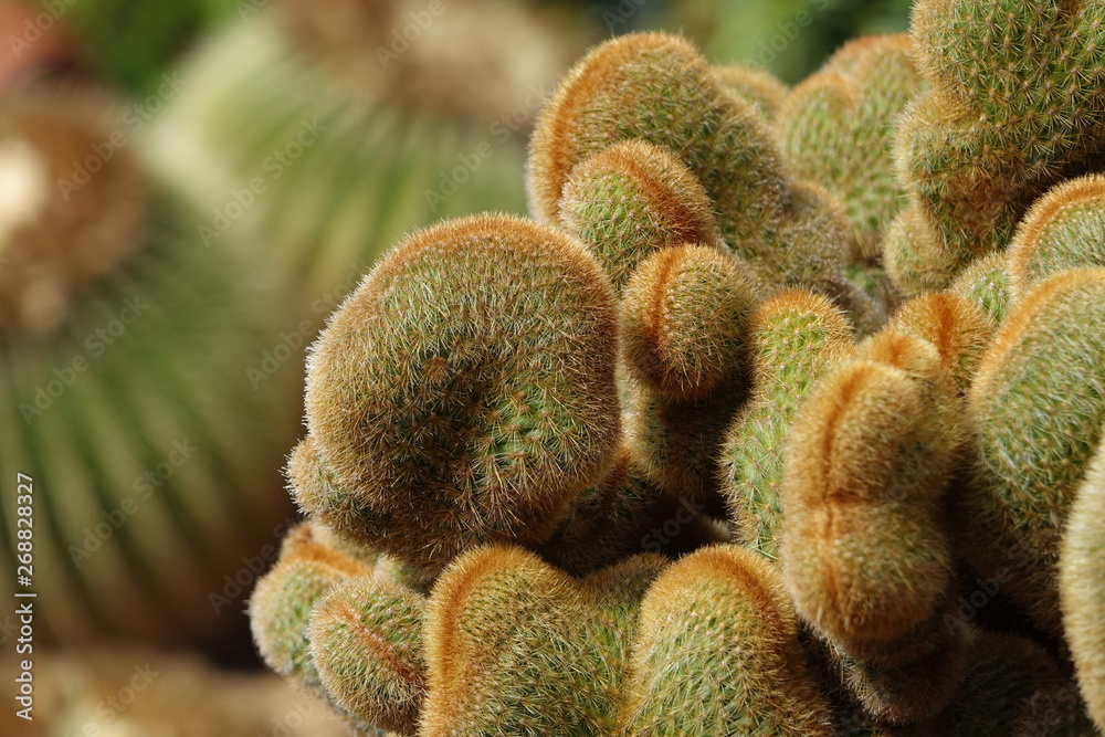 Beautiful cactus called Lady finger cactus in Fuerteventura the Canary Islands Spain Beautiful cactus called Lady finger cactus in Fuerteventura the Canary Islands Spain