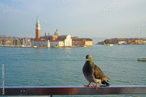 A grey pigeon bird overlooking the Grand Canal in Venice, Italy photo