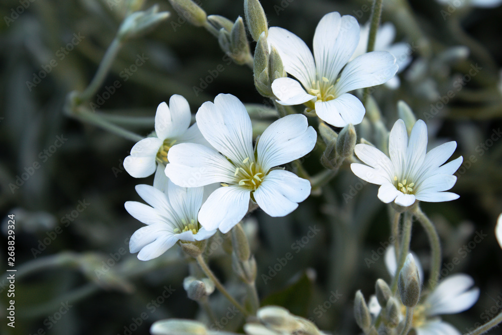 Obraz premium White small flowers. Spring flowers