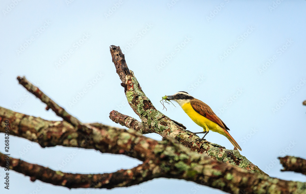 Fototapeta premium Great kiskadee bird eating insect