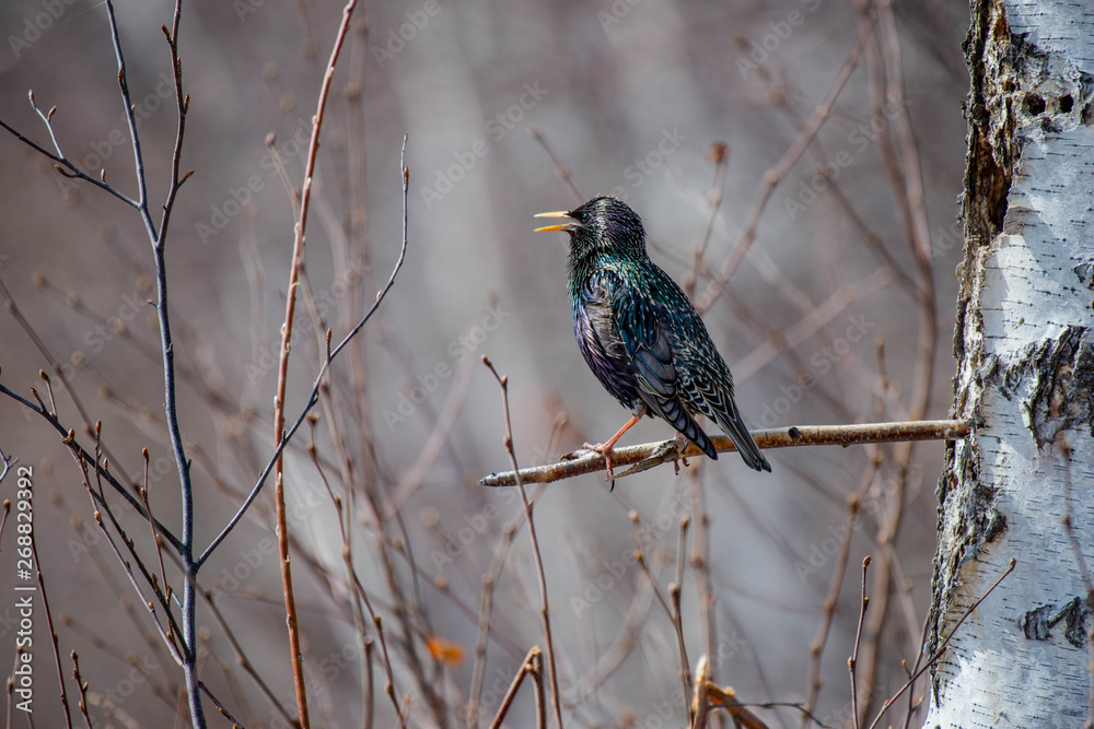 Starlings (lat. Sturnus) is a genus of songbirds from the starling family found throughout the Palearctic. Yakutia. Russia. Starlings (lat. Sturnus) is a genus of songbirds from the starling family found throughout the Palearctic. Yakutia. Russia.