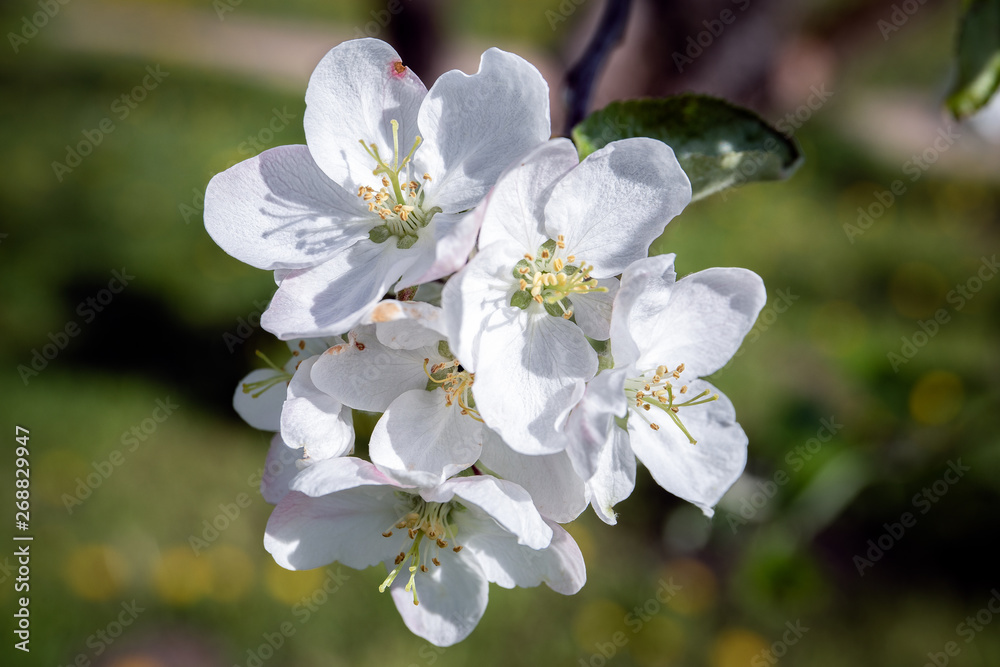 Apple blossoms in spring. Fruit trees, gardening and nature Apple blossoms in spring. Fruit trees, gardening and nature