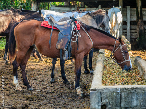 Horses on a farm in Costa Rica